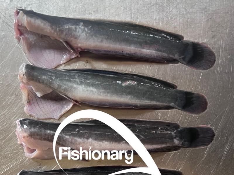 Lele Siangan Fishionary